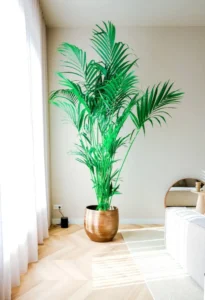 Kentia-Palme im Wohnzimmer