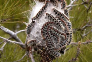 Kiefernprozessionsspinner erkennen