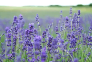 Ein Feld voller Lavendel