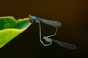 Libelle auf einem Blatt