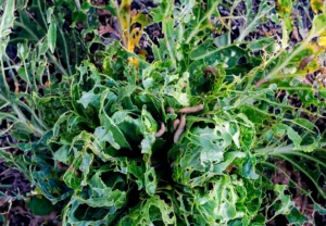 Nacktschnecken auf Kohlpflanzen