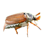 Junikäfer