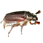 Maikäfer