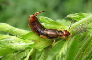 Körperbau der Insekten – das Hinterleib (Abdomen)