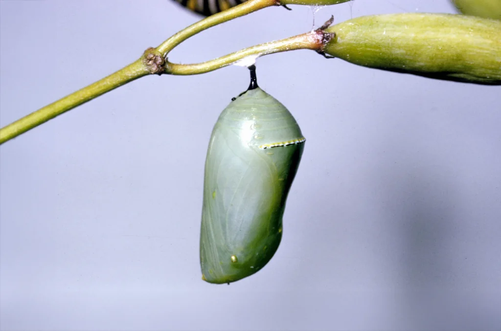 Schmetterlingskokon