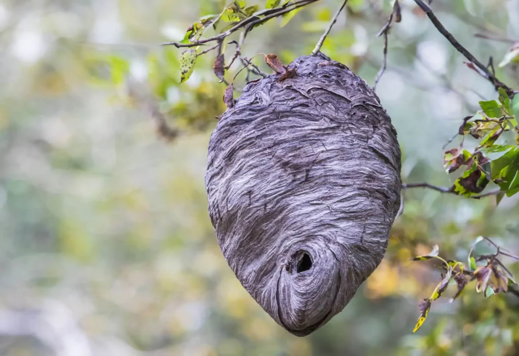 Wespennest wespen garten
