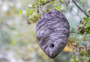 Wespennest wespen garten