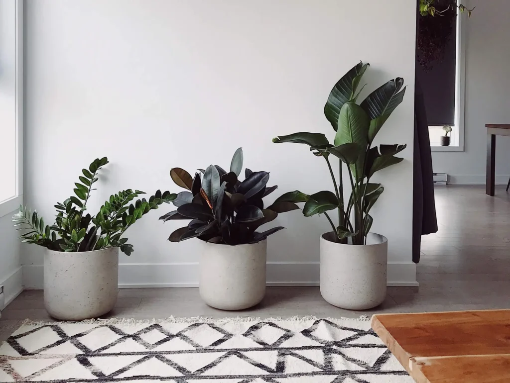 Zimmerpflanzen für den Winter vorbereiten