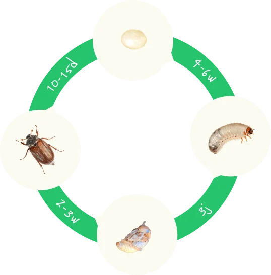 Lebenszyklus der Blatthornkäfer