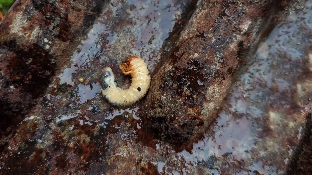 Engerlinge in dem garten