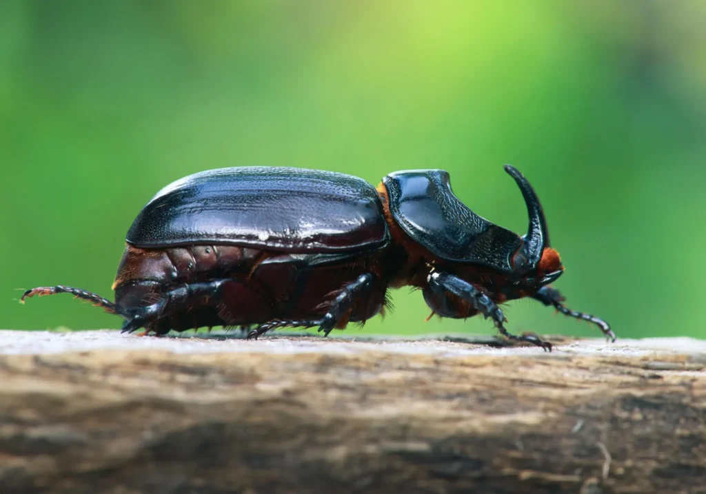 Nashornkäfer erkennen