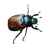 Rosenkäfer