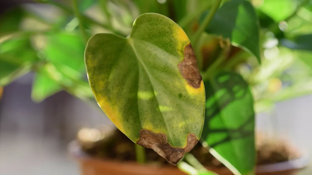 Braune Blätter an Pflanzen