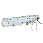Gespinstmotte
