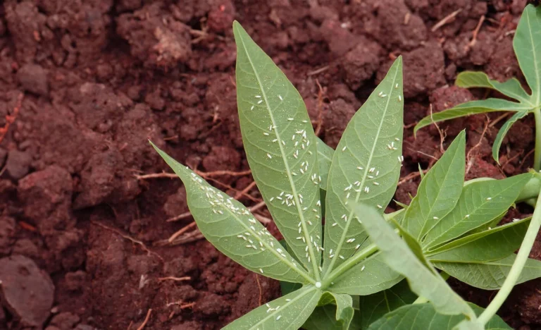Weiße Fliege auf der Pflanze