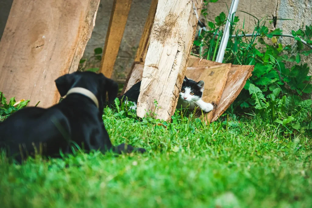 Zecken bei Hunden und Katzen mit Nematoden vorbeugen | Nematodenshop.de