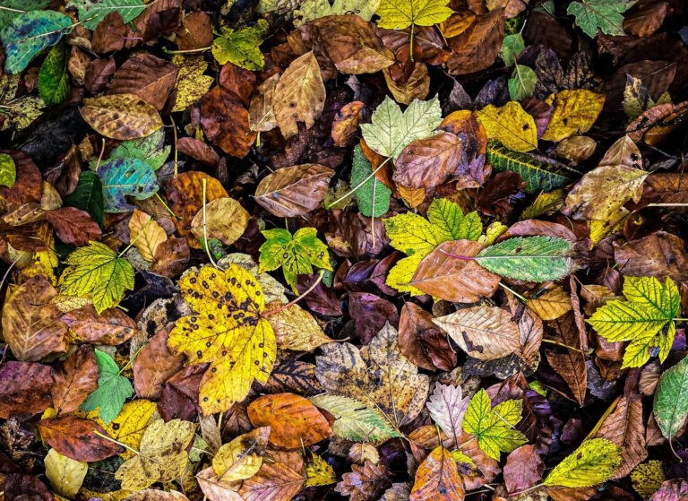 Laub Herfst