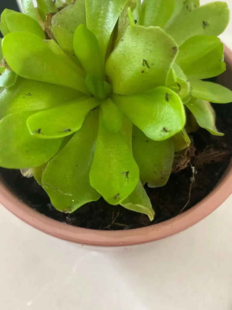 Trauermücken auf den Blättern