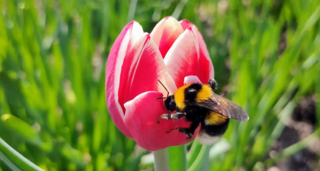 tulpe mit biene