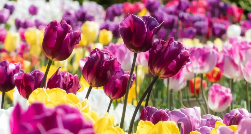 Tulpenfeld in blüte