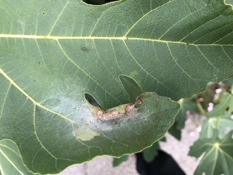 Feigen-Spreizflügelfalters