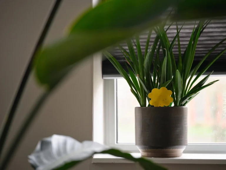 Glebefallen bei Trauermückenplage