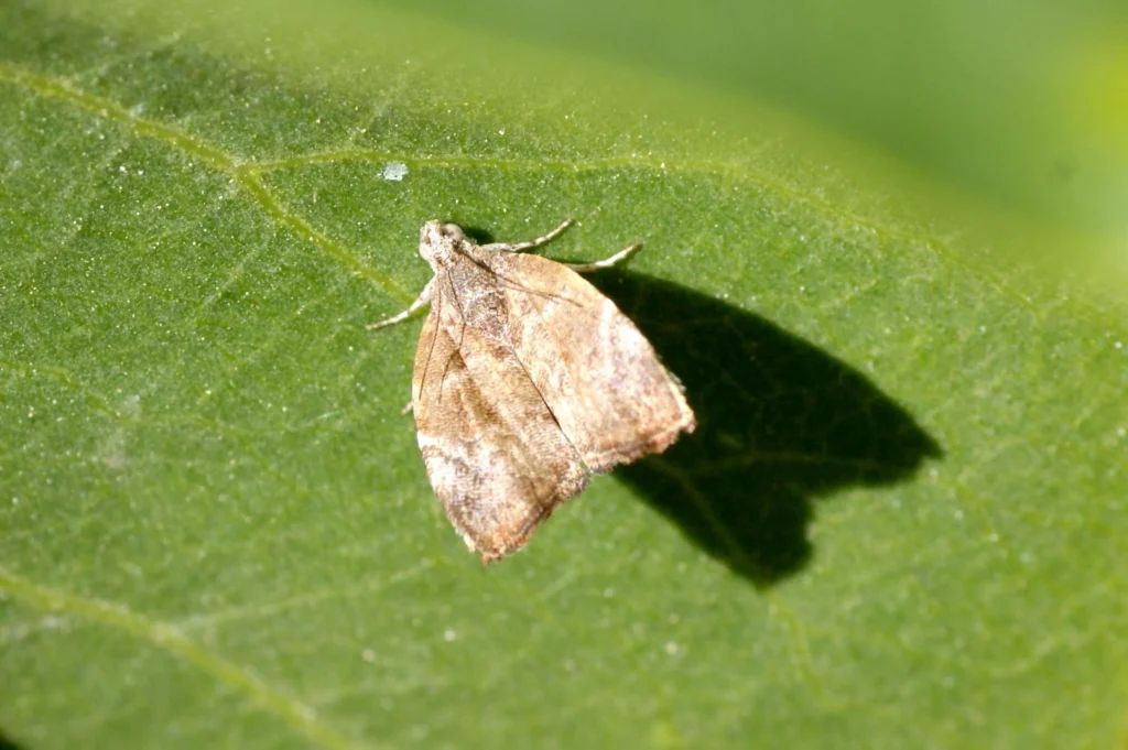 Kiefernprozessionsspinners bekämpfen