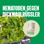 Nematoden gegen Dickmaulrüssler