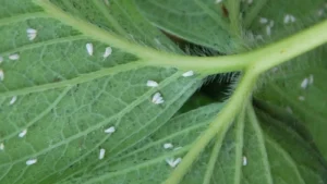 Weiße fliege erkennen