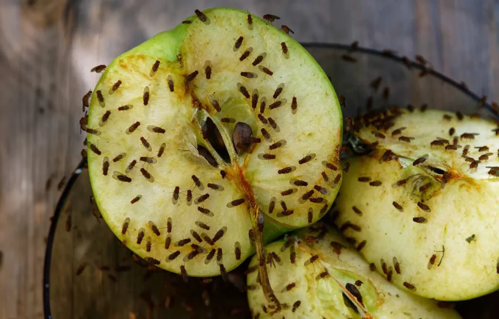 Fruchtfliege auf Apfel erkennen