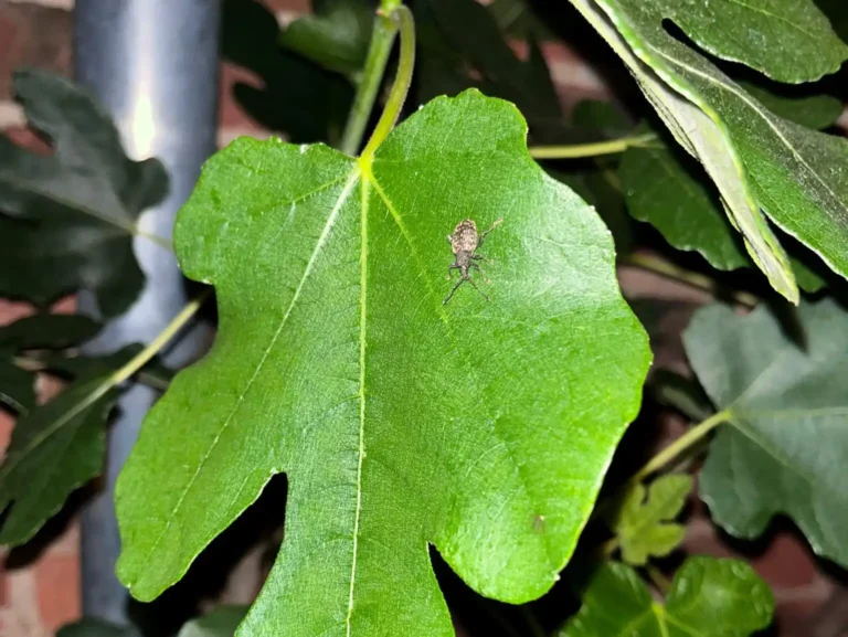 Dickmaulrüssler auf einem Blatt, Kundenfoto