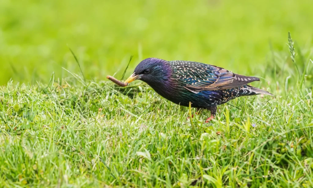 Vögel durchwühlen den Rasen